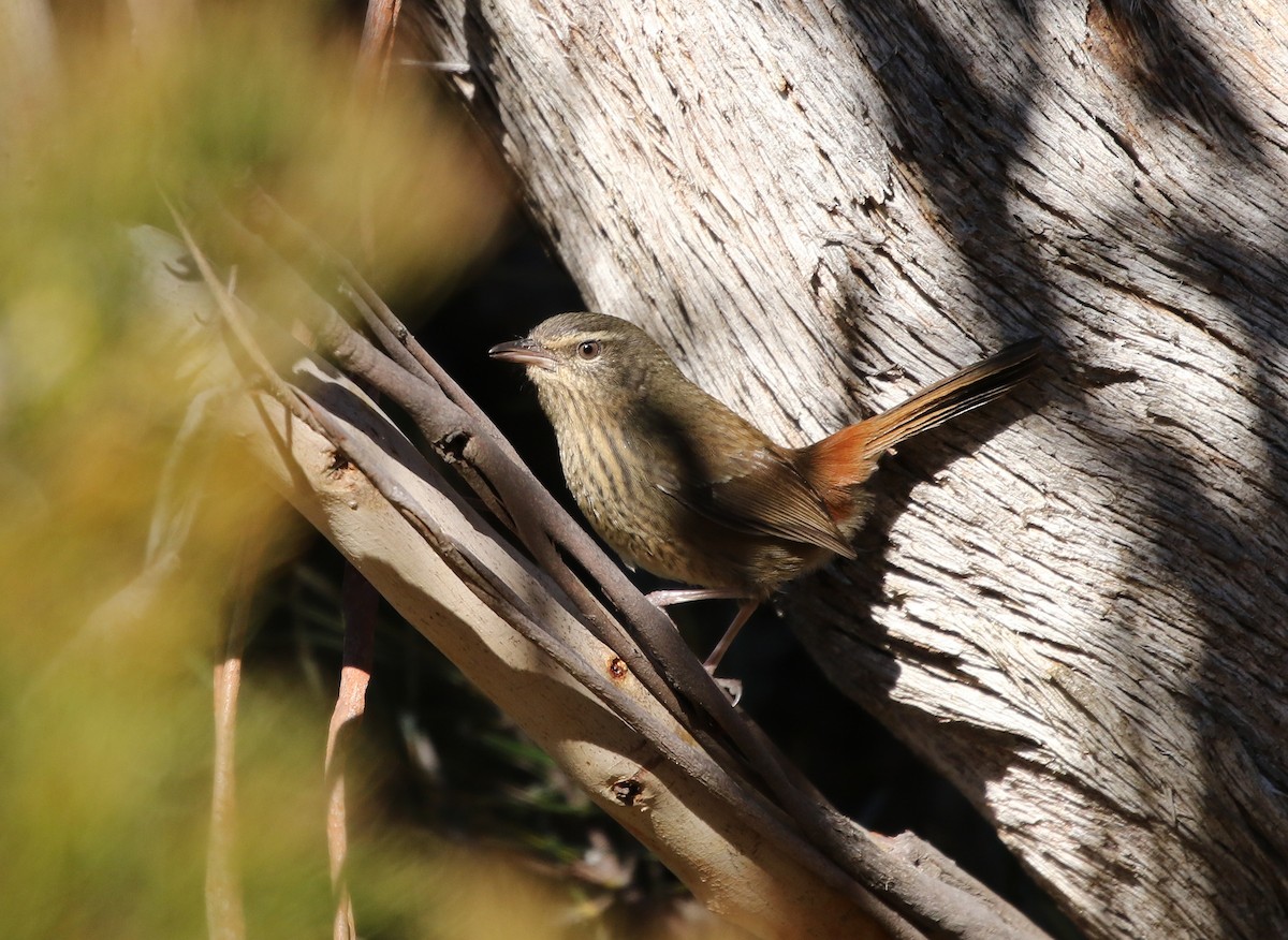 Chestnut-rumped Heathwren - ML107409561