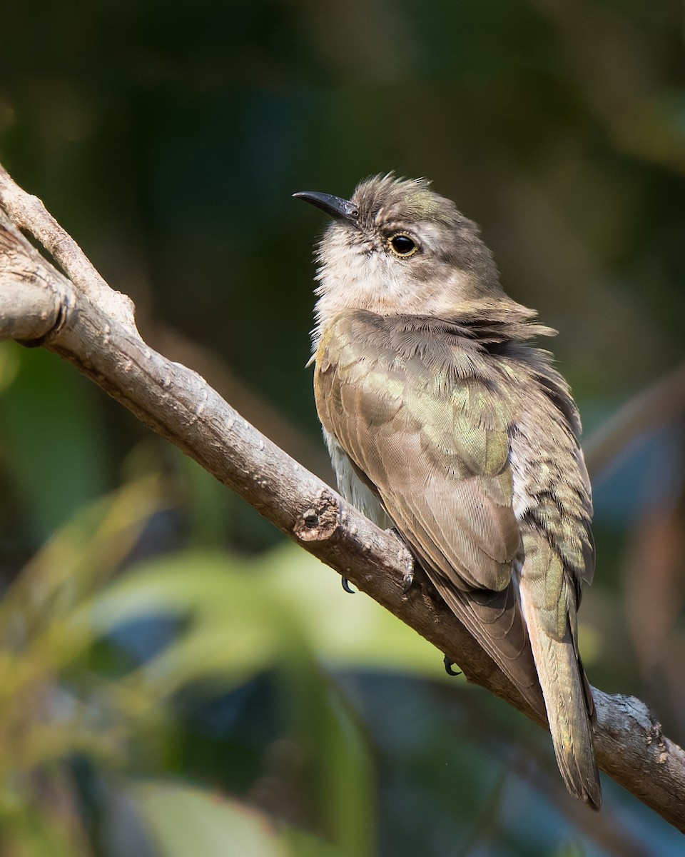 Little Bronze-Cuckoo - Hayley Alexander