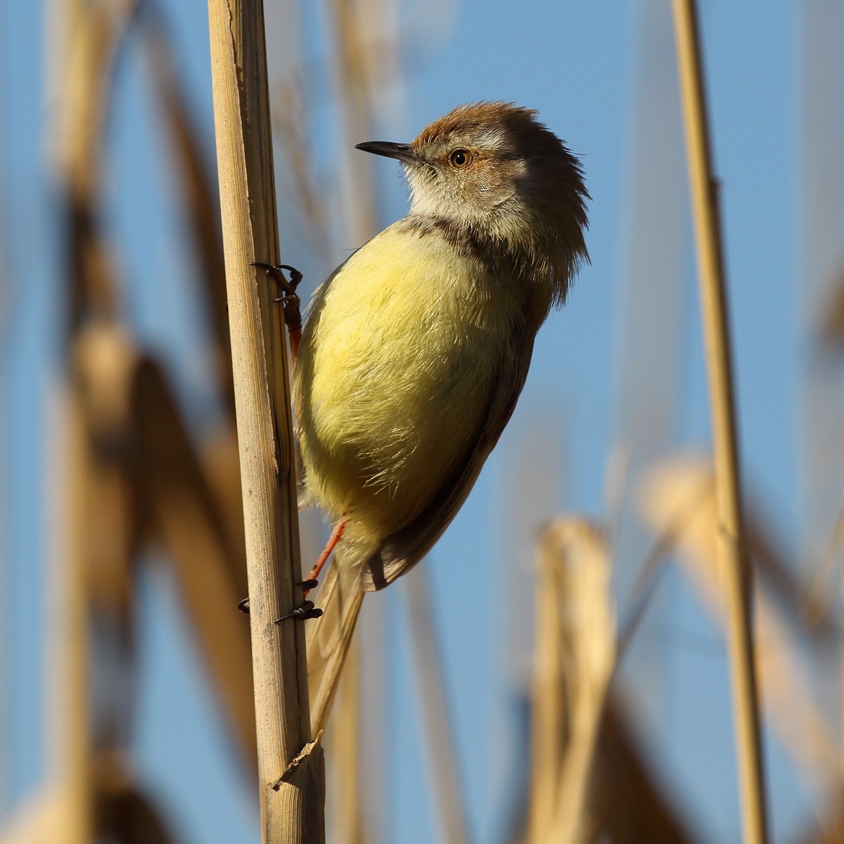 Black-chested Prinia - ML107411311