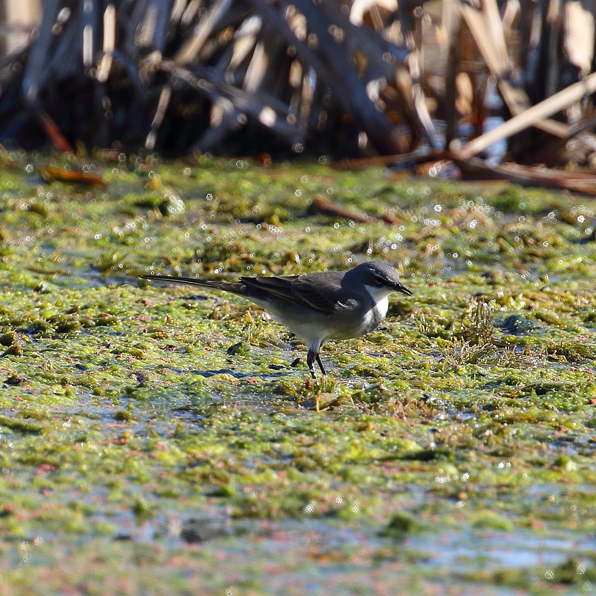 Cape Wagtail - Dan Vickers