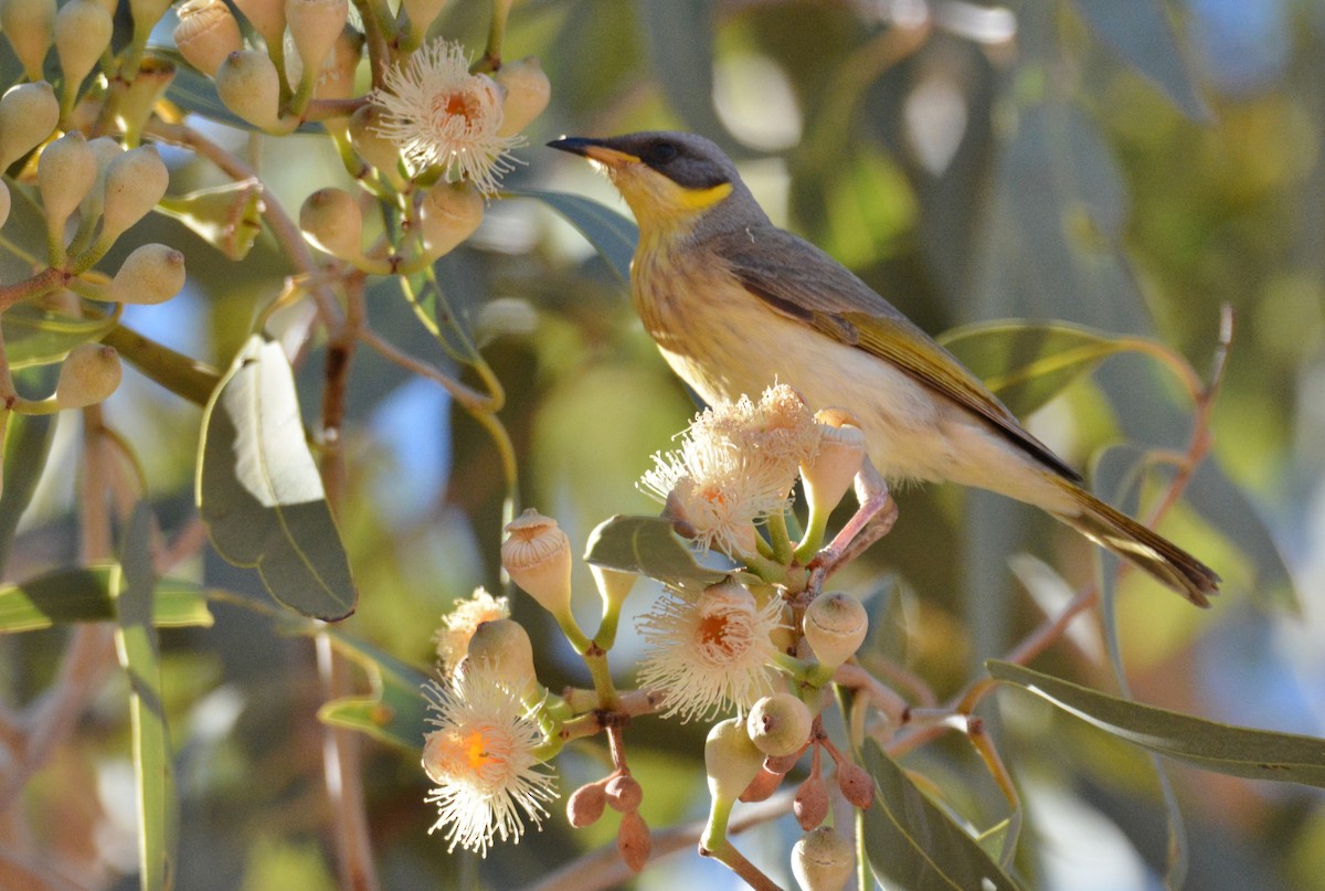 Gray-headed Honeyeater - ML107412121