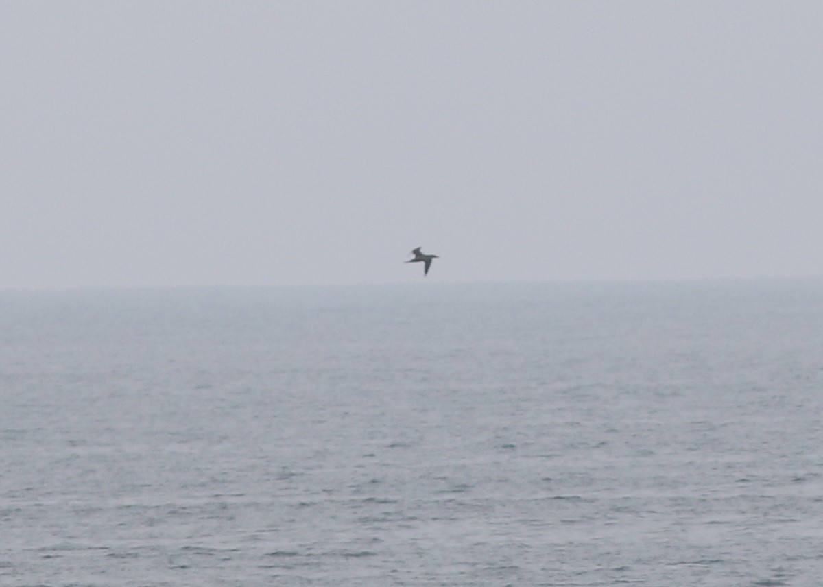 Northern Gannet - ML107414581