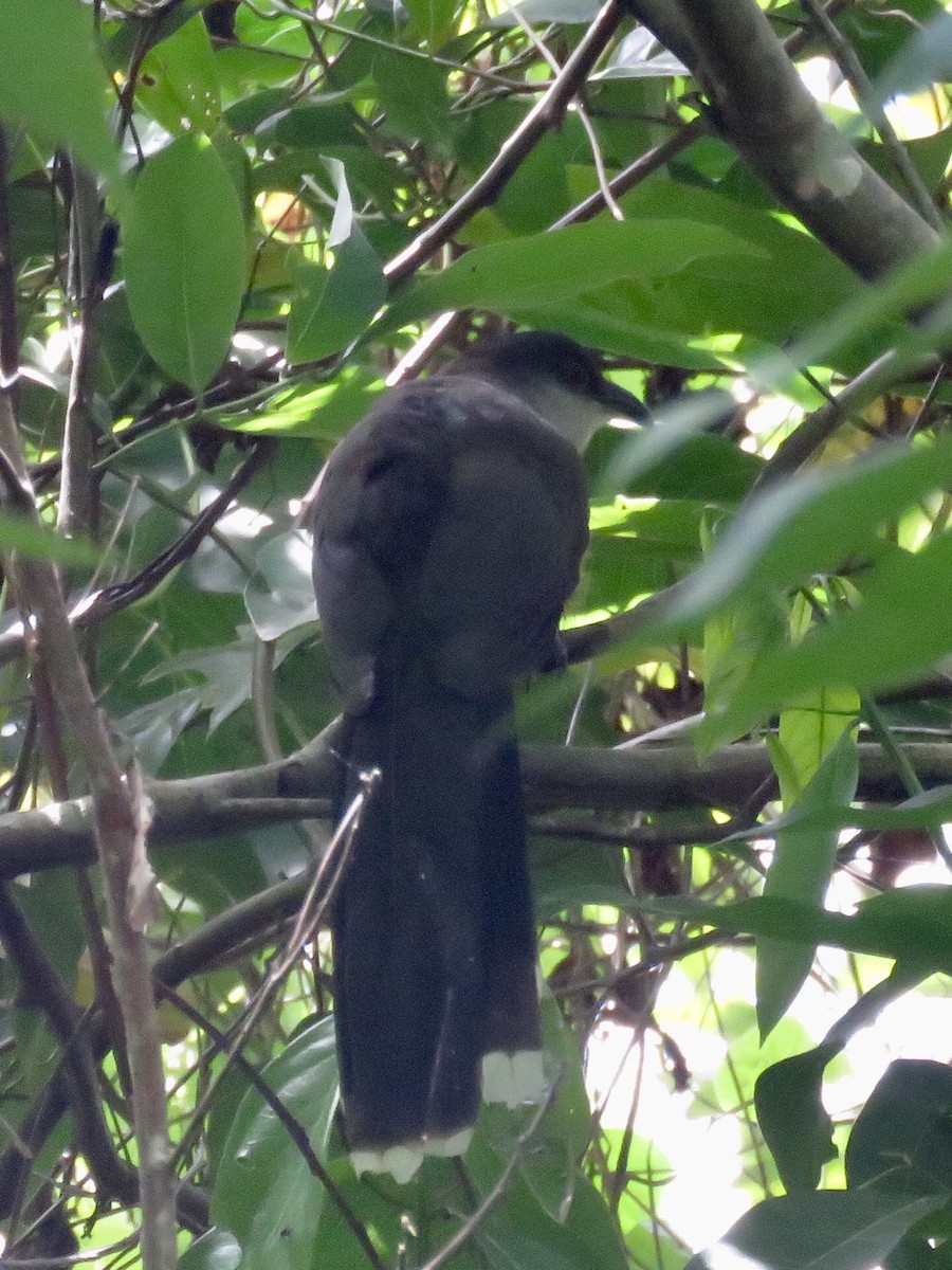 Chestnut-bellied Cuckoo - ML107414691