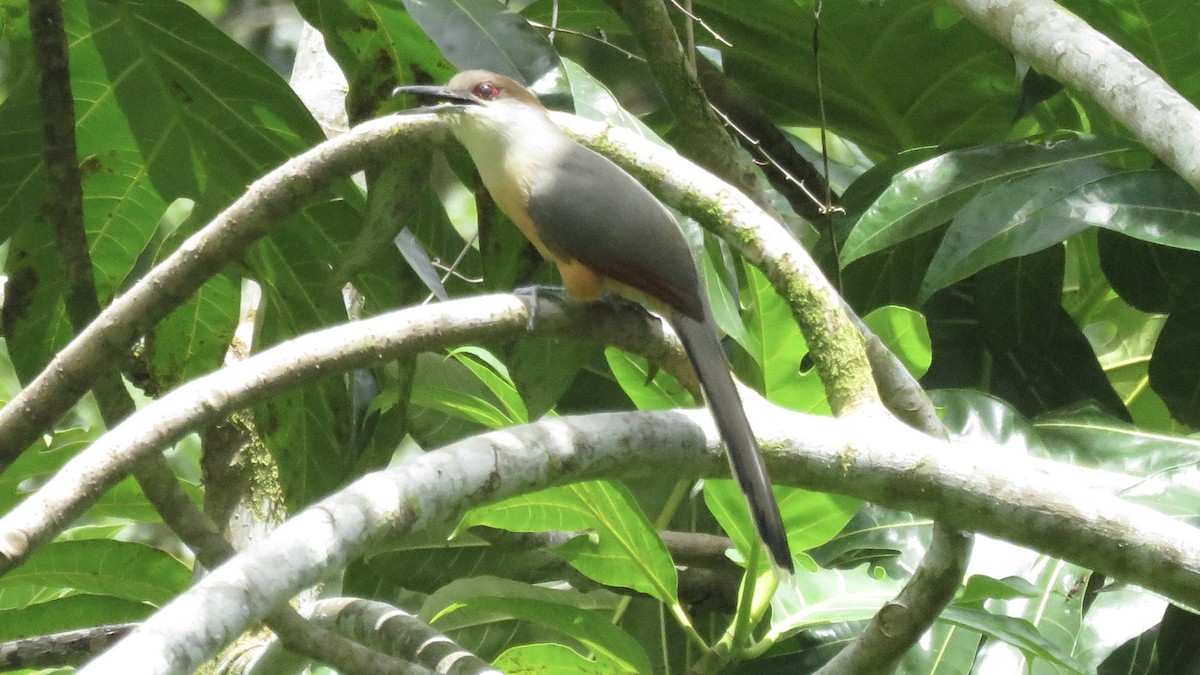 Jamaican Lizard-Cuckoo - ML107414711