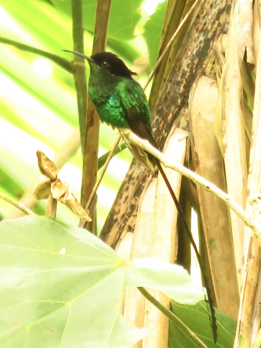 Black-billed Streamertail - ML107414791