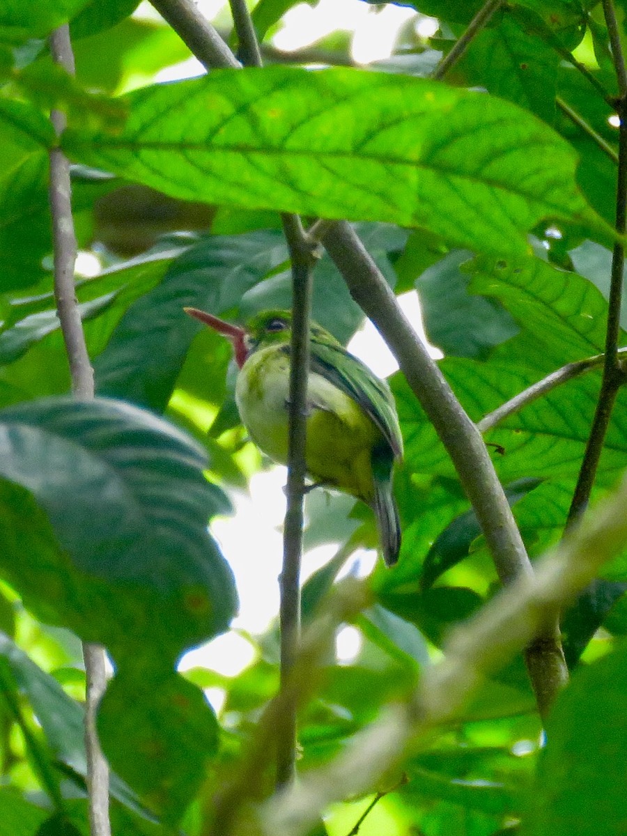 Jamaican Tody - ML107414851