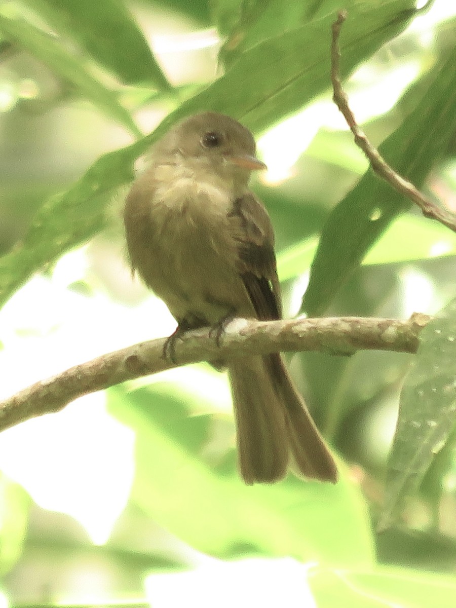 Jamaican Pewee - ML107415451