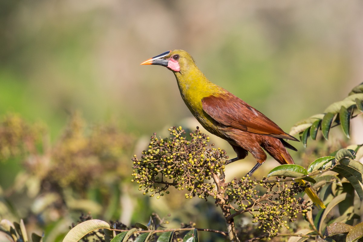 Olive Oropendola - Nick Athanas