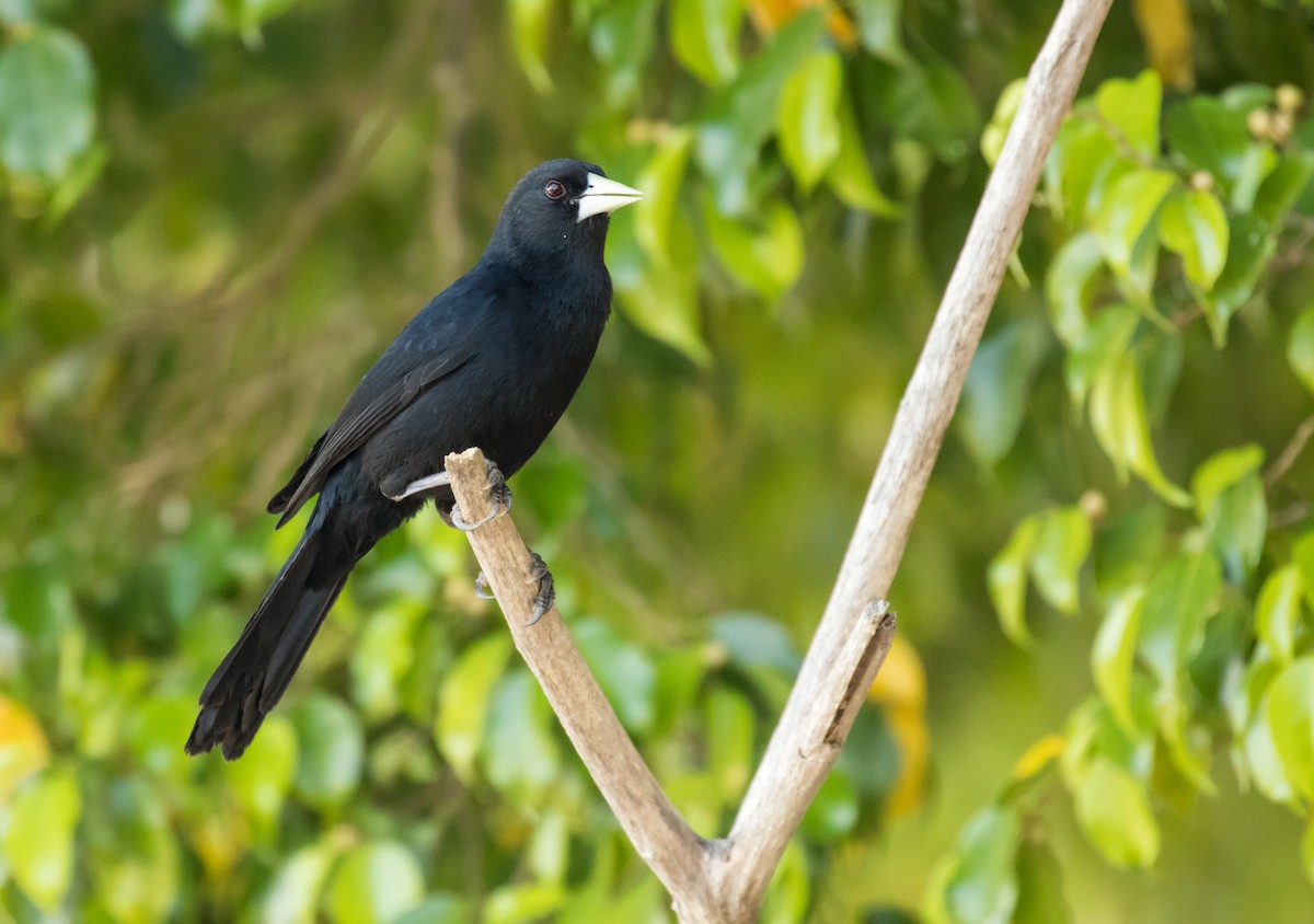 Solitary Black Cacique - ML107416251