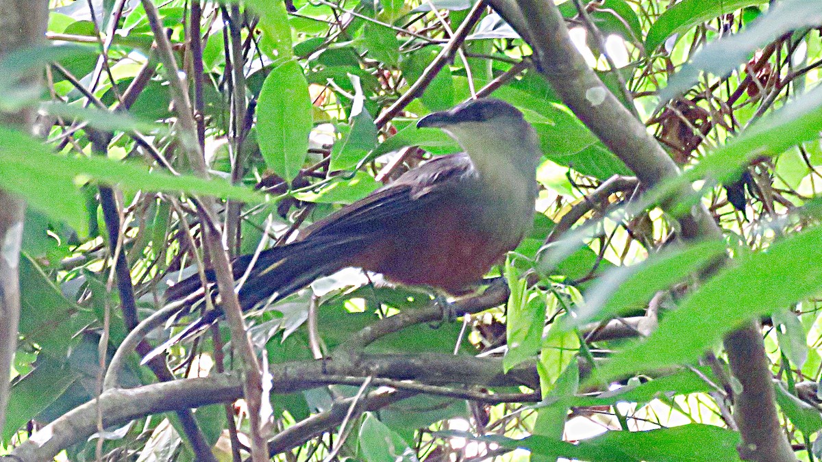 Chestnut-bellied Cuckoo - ML107418161