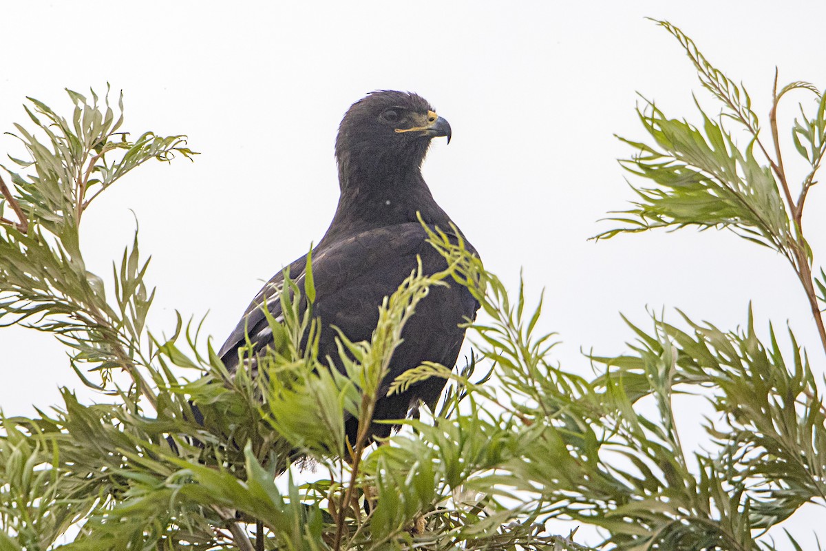 Augur Buzzard (Augur) - ML107418461