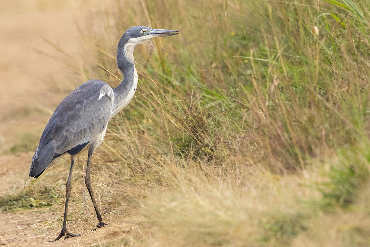 Black-headed Heron - ML107418541