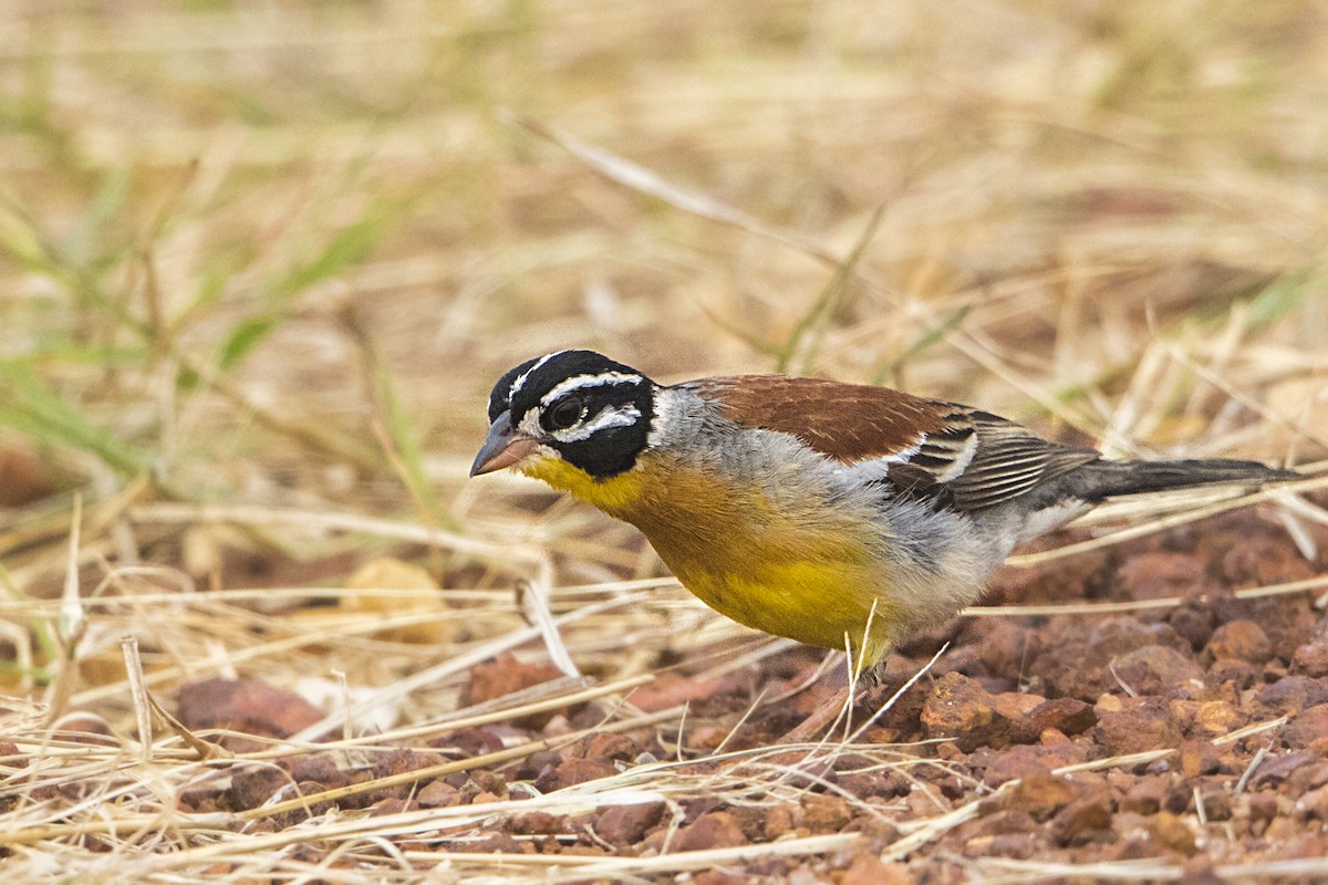 Golden-breasted Bunting - ML107418571