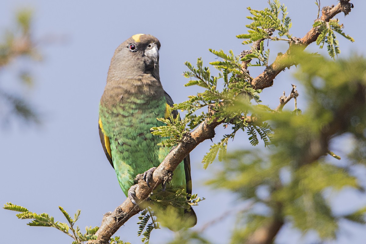 Meyer's Parrot - ML107418731