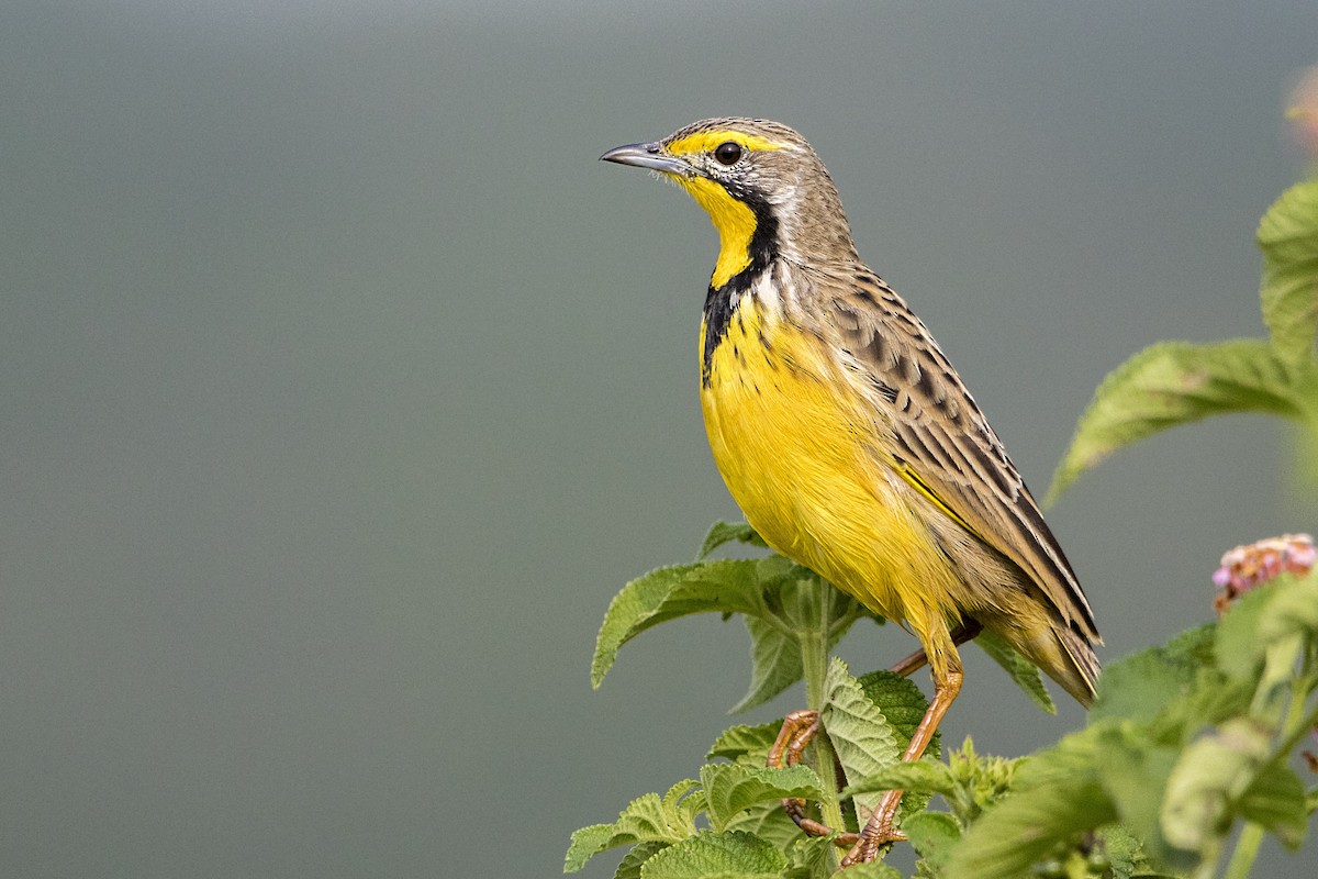 Yellow-throated Longclaw - ML107419081