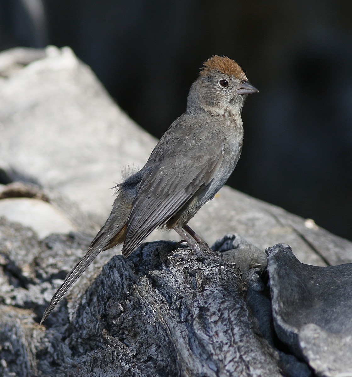 Canyon Towhee - ML107422261