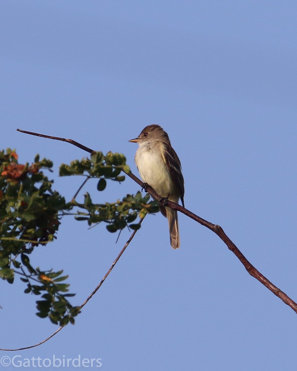 Willow Flycatcher - Nathan Gatto