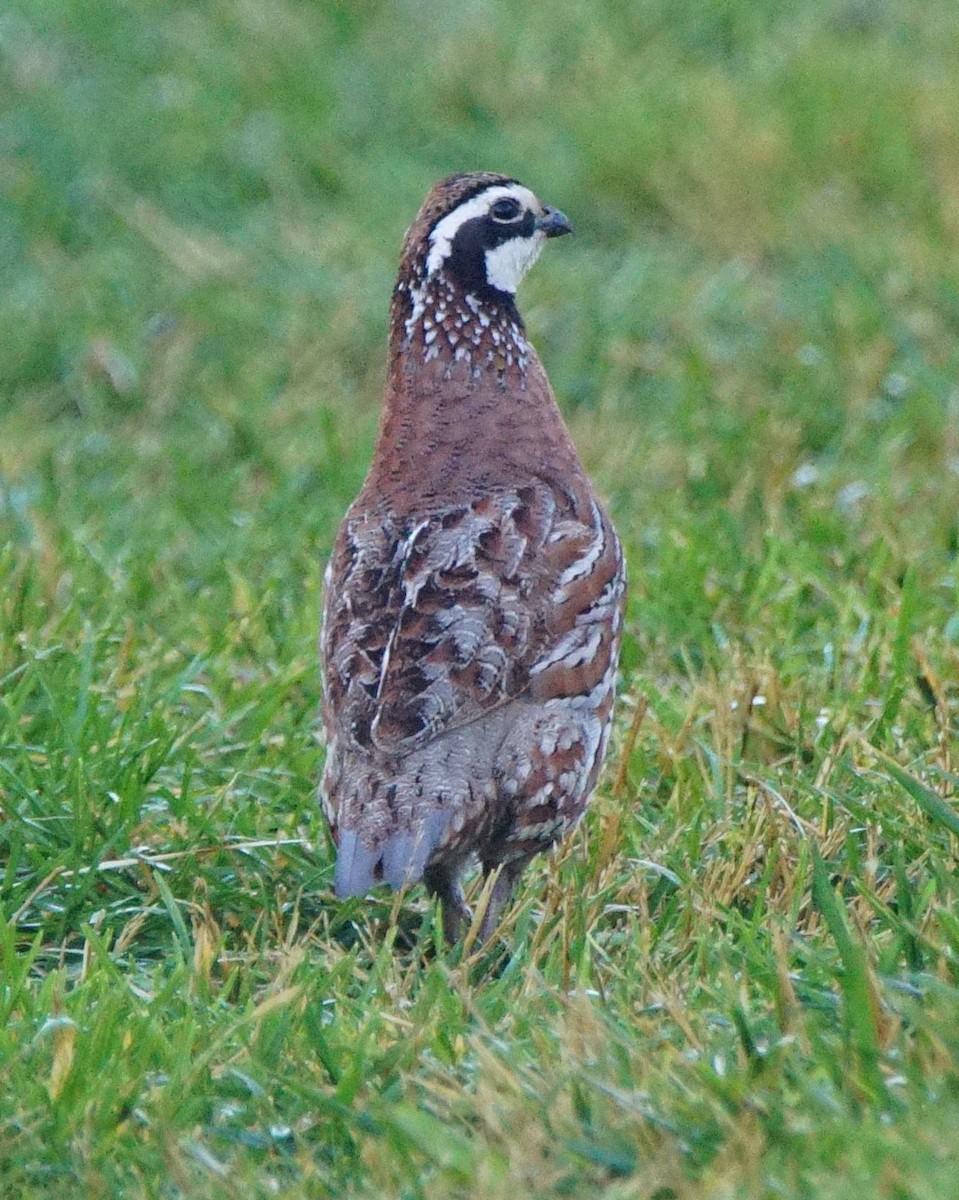 Northern Bobwhite - ML107422821