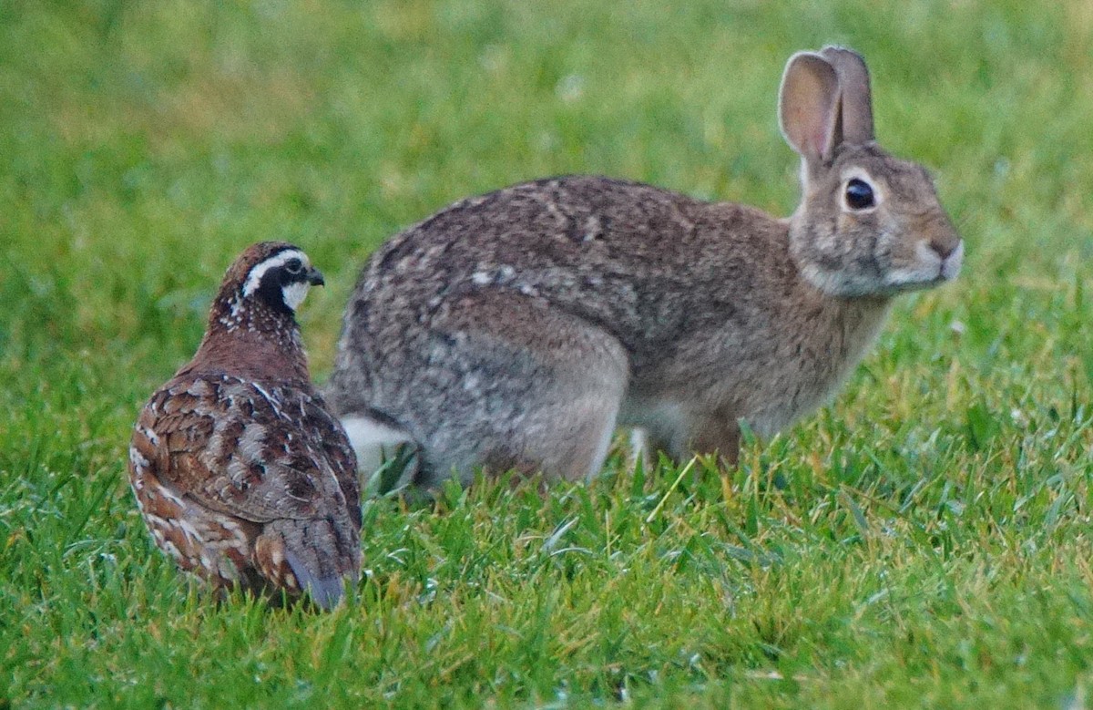 Northern Bobwhite - ML107422871