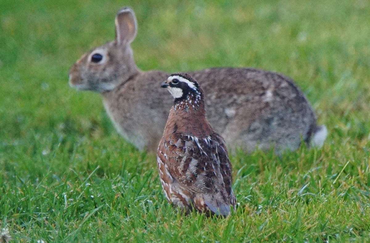 Northern Bobwhite - ML107422901