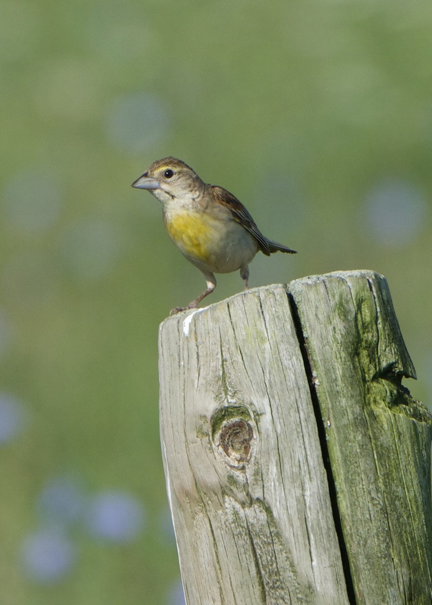 Dickcissel - ML107422941