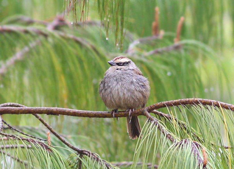 Striped Sparrow - ML107423371