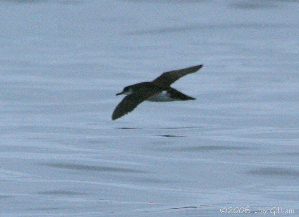 Manx Shearwater - ML107424071