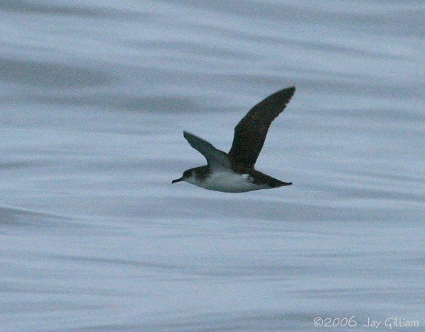 Manx Shearwater - ML107424081