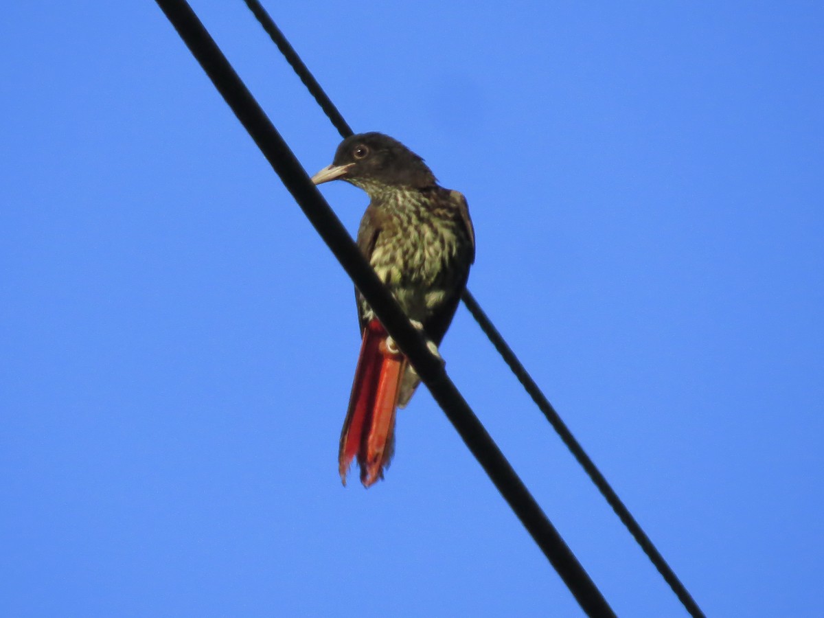 Maroon Oriole - Donnie Tsui