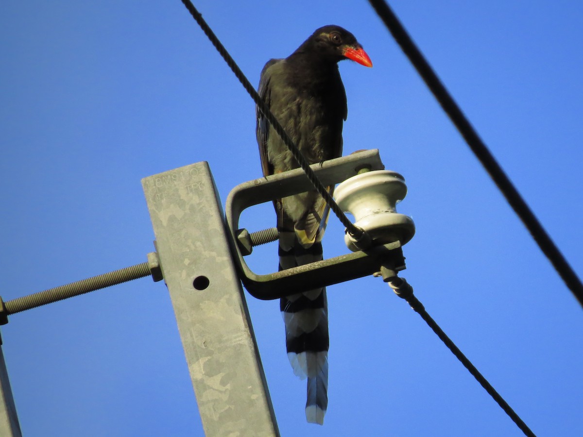 Taiwan Blue-Magpie - ML107426101