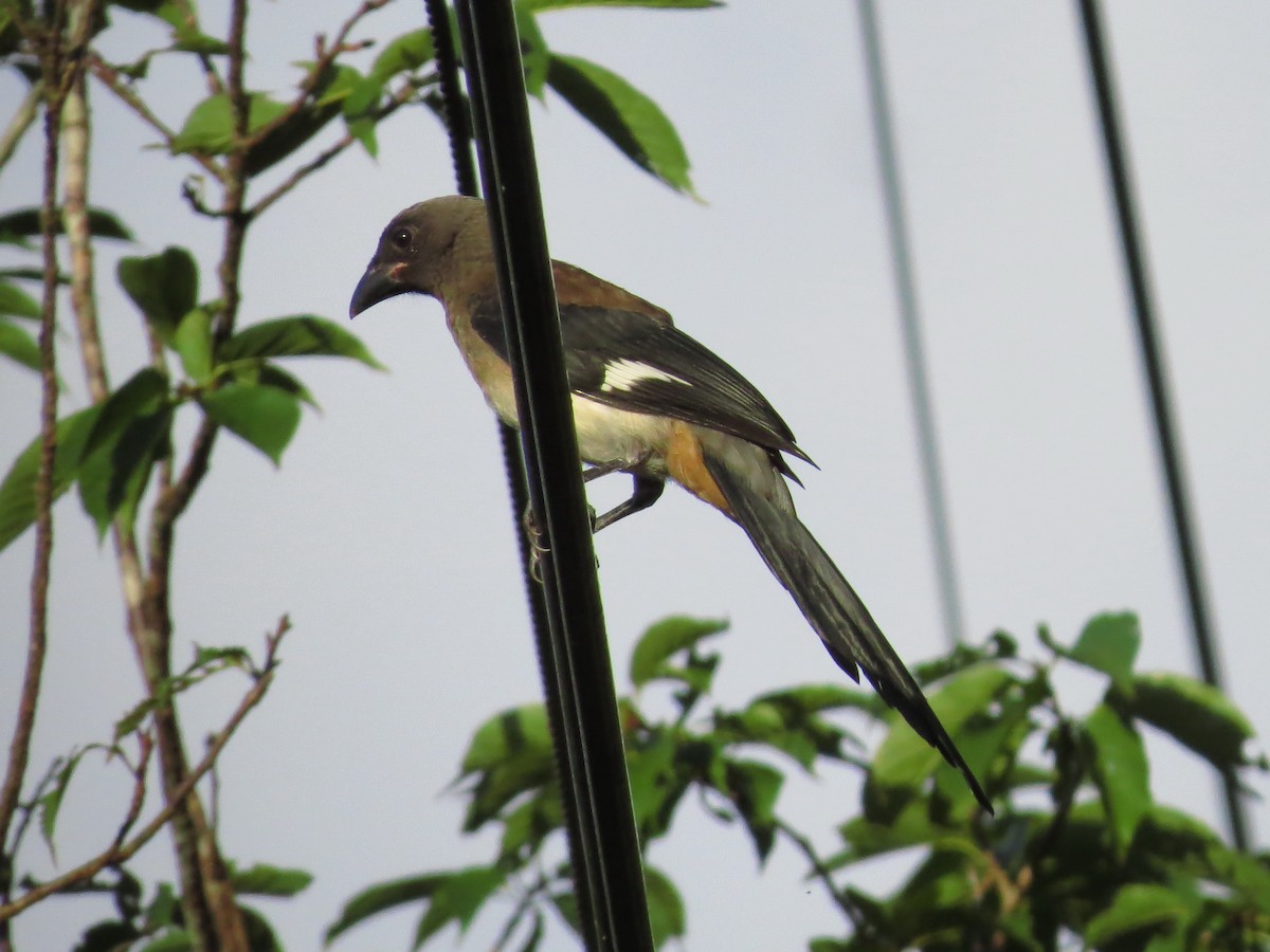 Gray Treepie - ML107426151