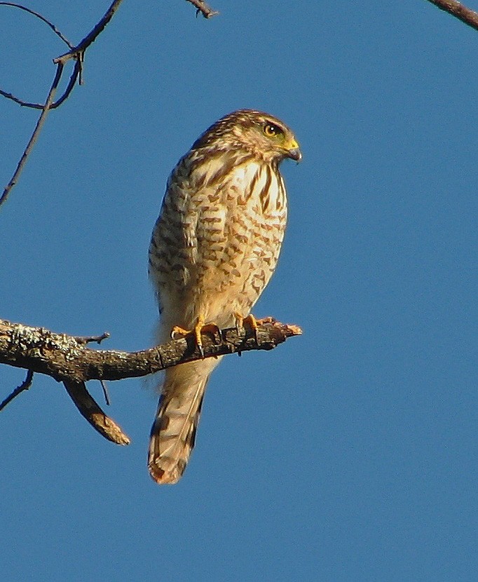 Roadside Hawk - ML107426311