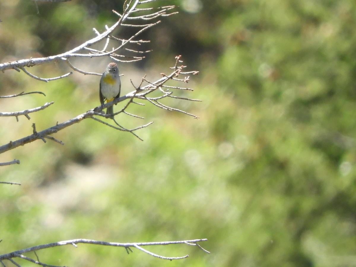 Virginia's Warbler - ML107427791