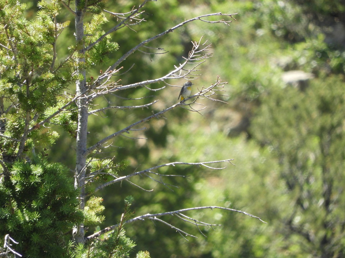 Virginia's Warbler - ML107427861