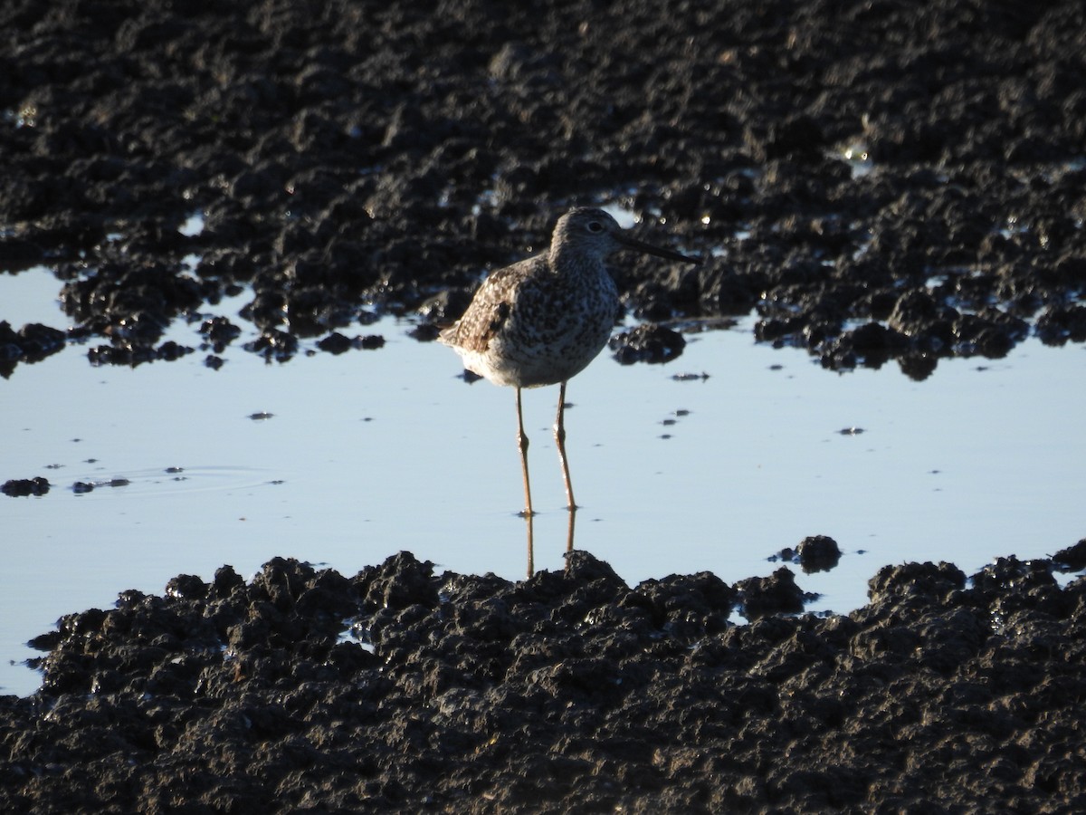 Greater Yellowlegs - ML107428671