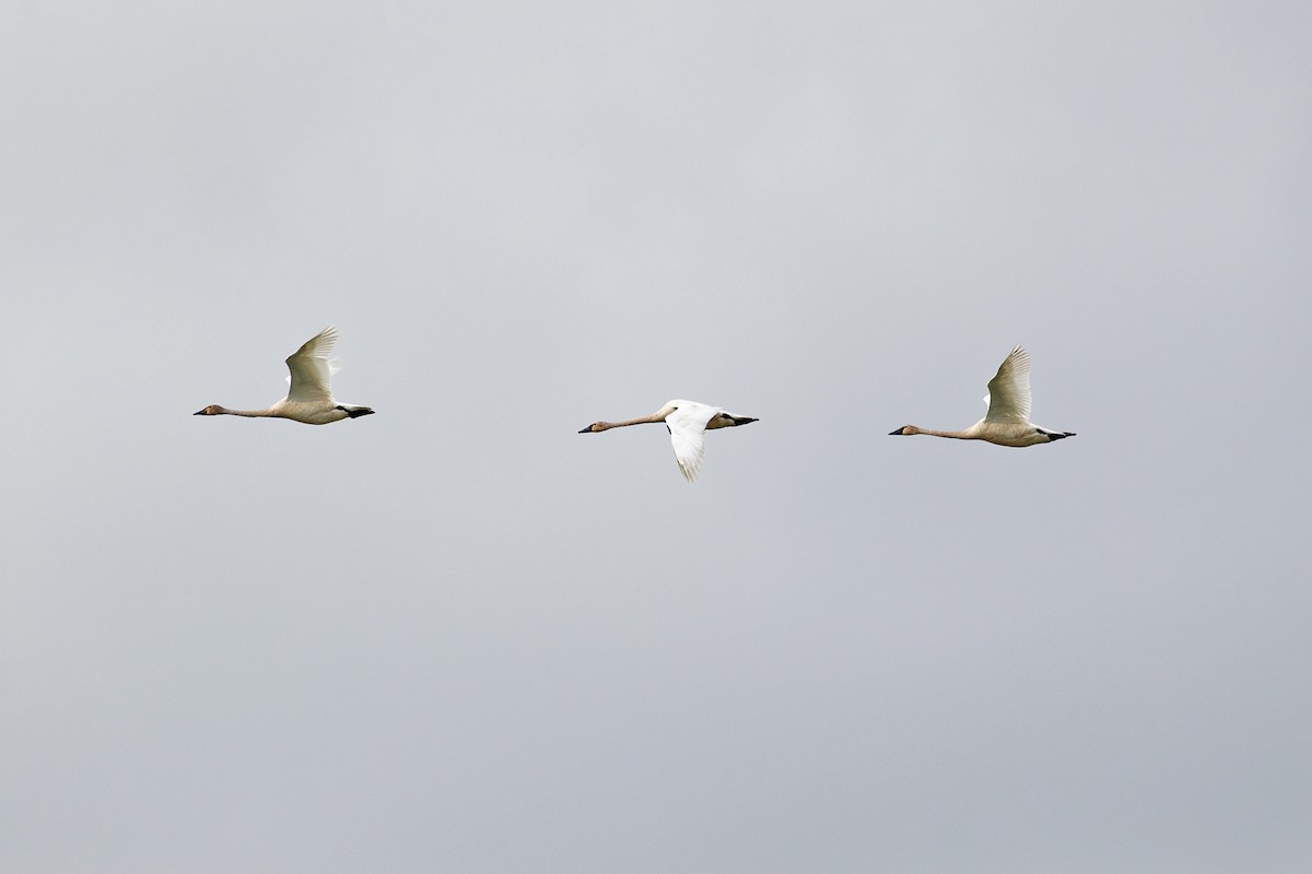 Tundra Swan - ML107429401