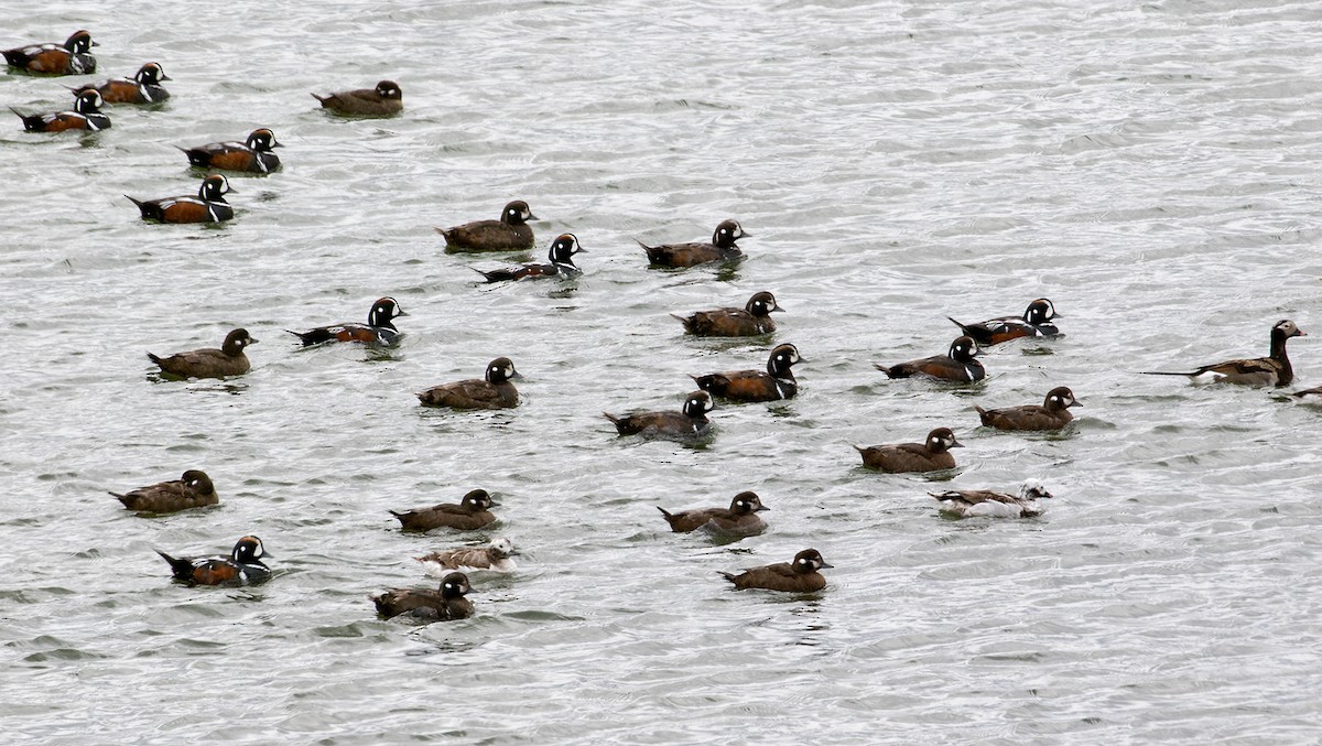 Harlequin Duck - ML107429631