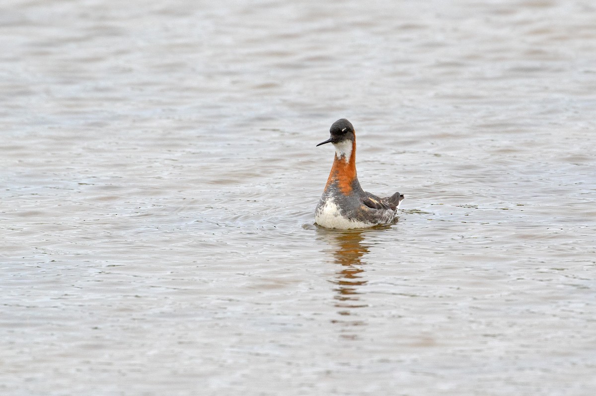 Red-necked Phalarope - ML107430421