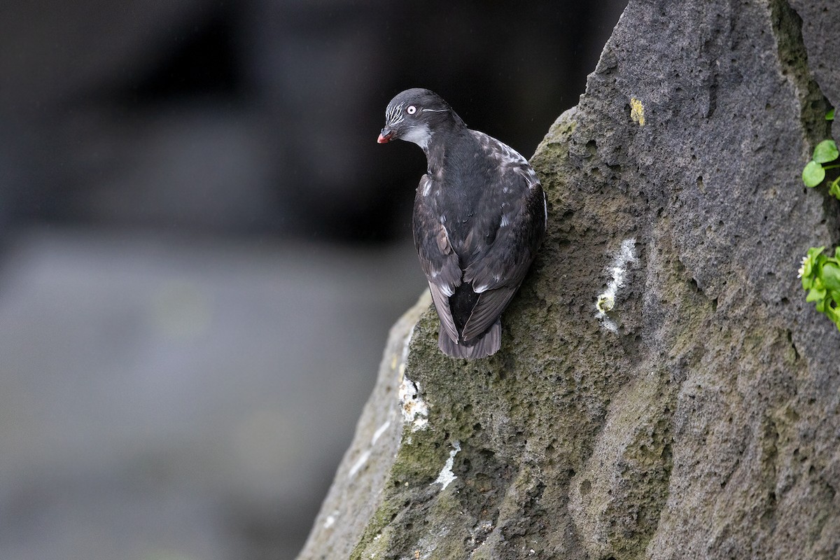 Least Auklet - ML107430561