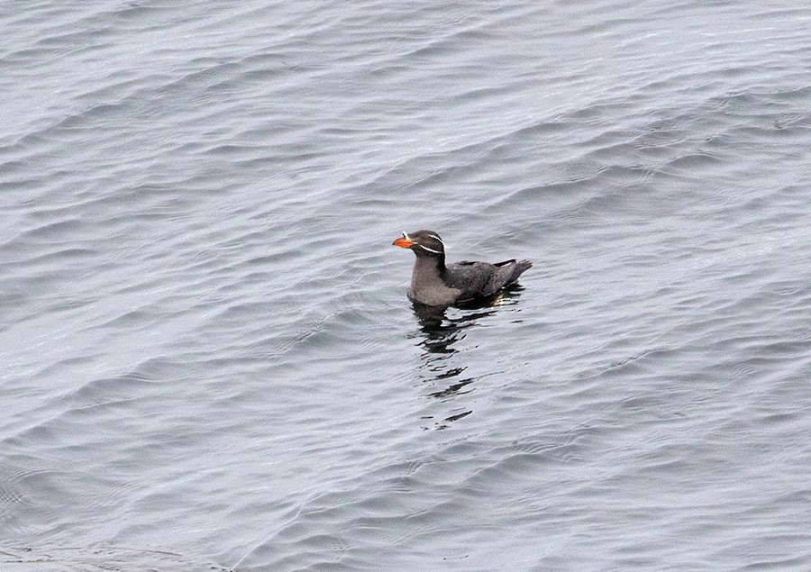 Rhinoceros Auklet - ML107430791