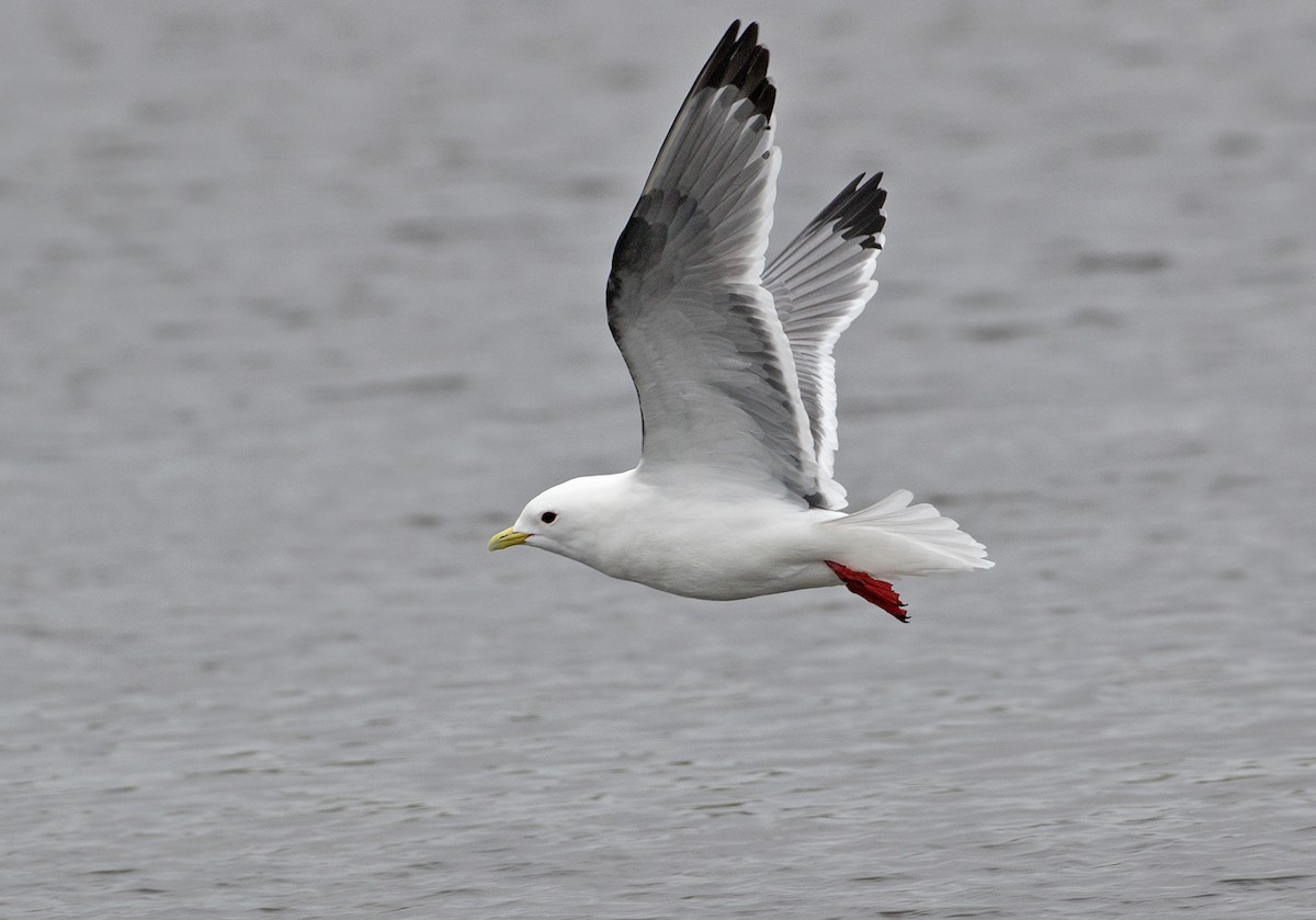 Red-legged Kittiwake - Sam Woods/Tropical Birding Tours