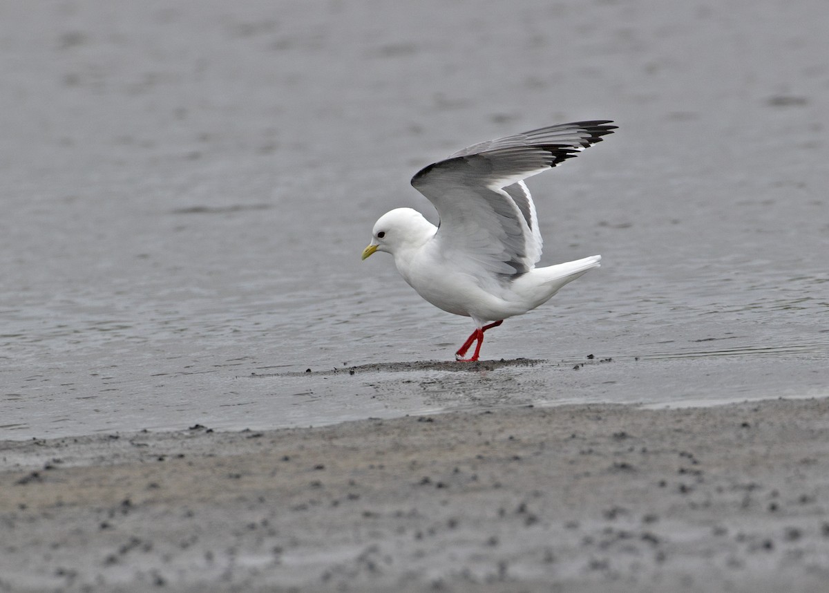 Red-legged Kittiwake - Sam Woods