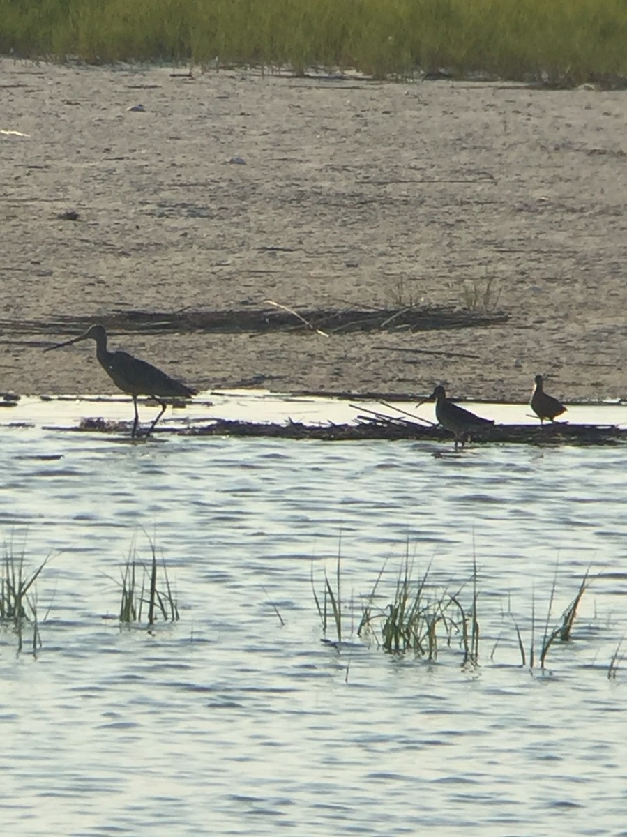 Marbled Godwit - ML107431661