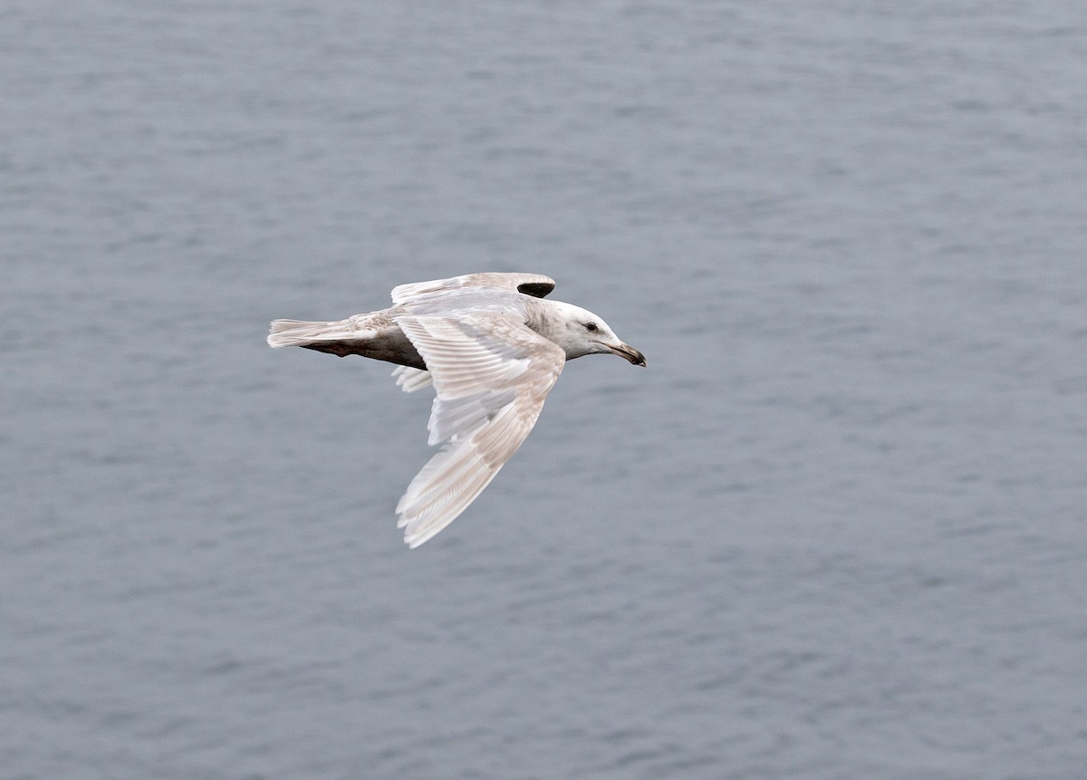 Glaucous-winged Gull - ML107431731