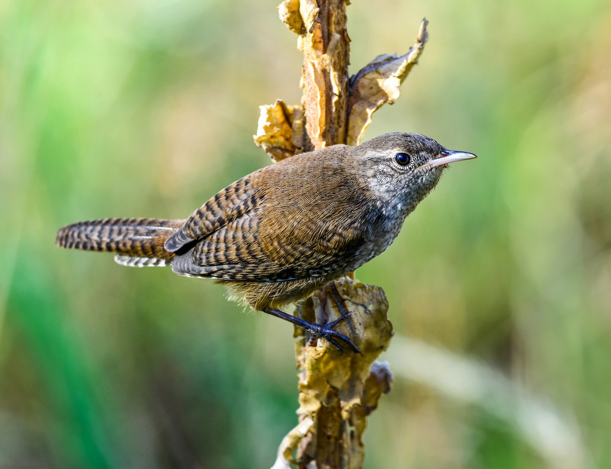 House Wren - ML107432041