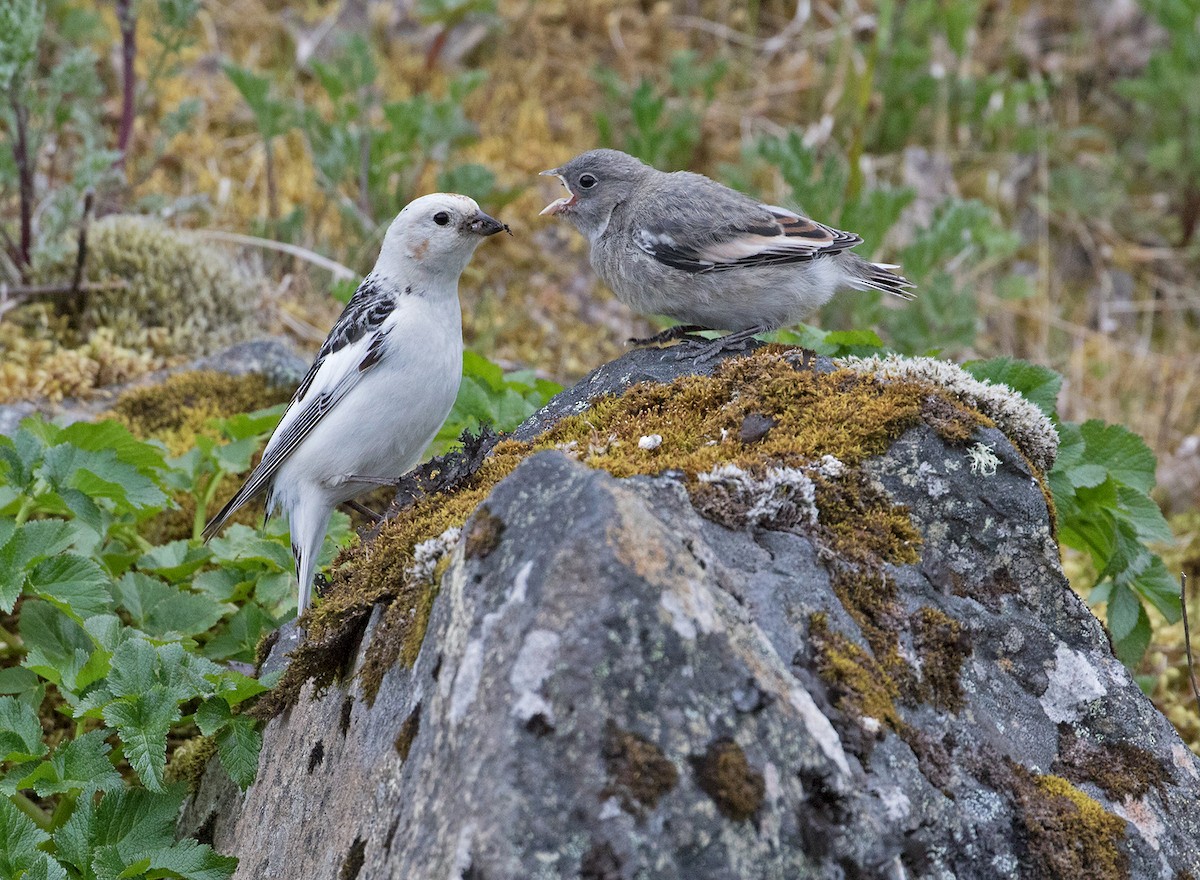 Snow Bunting - ML107432141