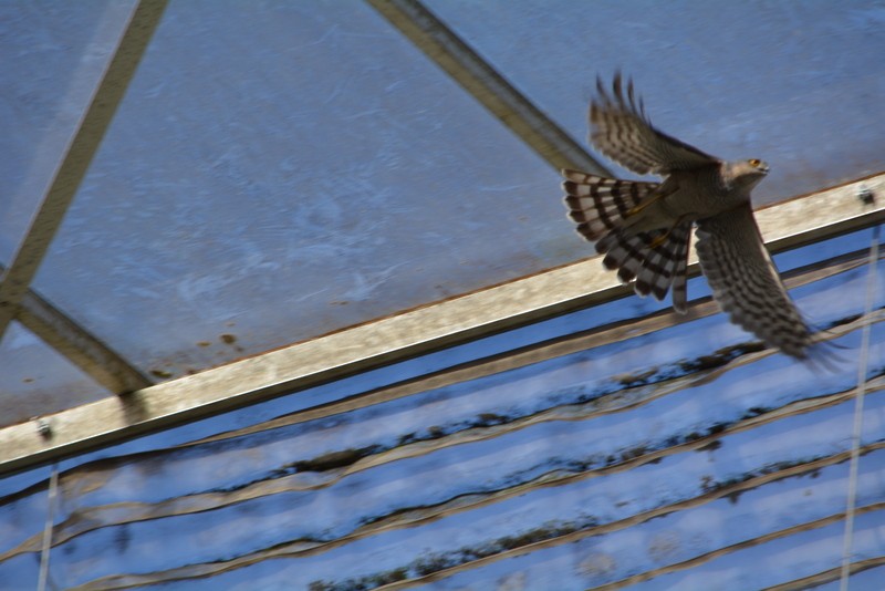 Eurasian Sparrowhawk - ML107432921