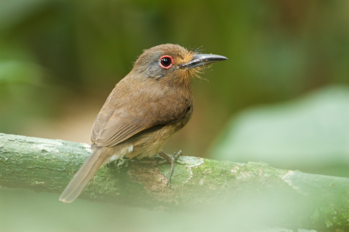 Fulvous-chinned Nunlet - ML107433001