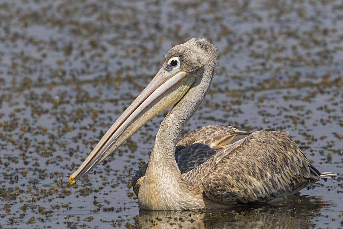 Pink-backed Pelican - Bradley Hacker 🦜