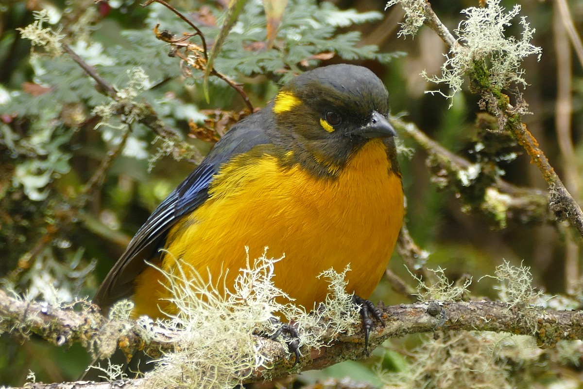 Lacrimose Mountain Tanager - Mark Robbins